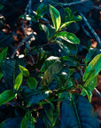 Chocolate Black Tea