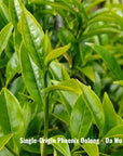 Gardenia Dancong Oolong Tea