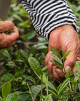 Timebai_Coconut_Jasmine_Tea_hand-picking_fresh_green_tea_leaves_in_a_tea_garden