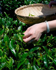 Toffee Coffee Fusion Oolong