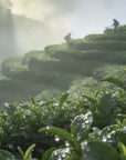Jasmine Mao Jian Green Tea