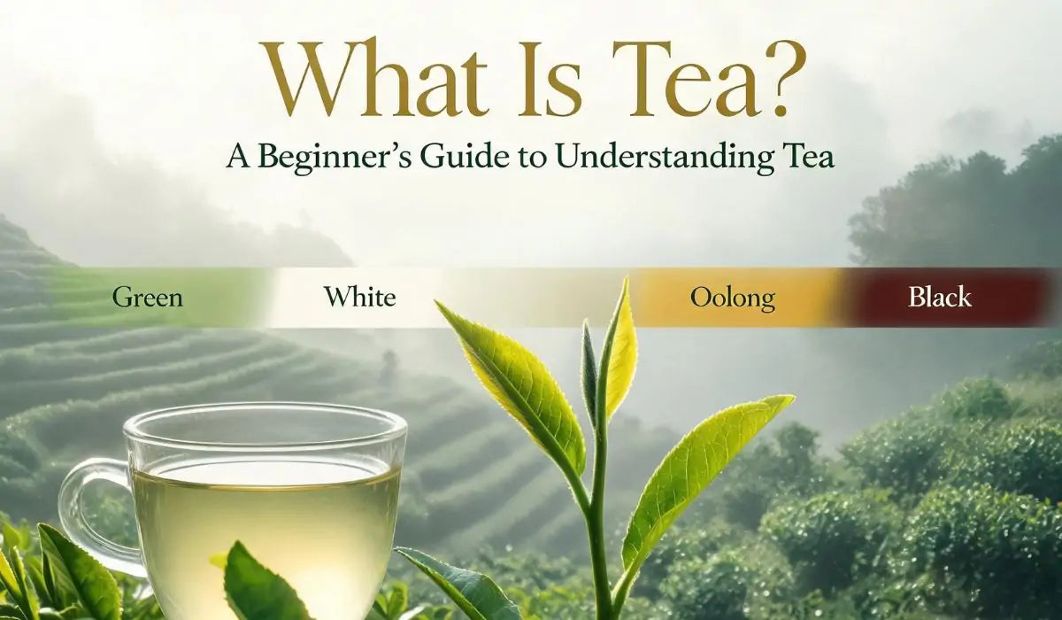 Understanding Tea | What Is Tea?