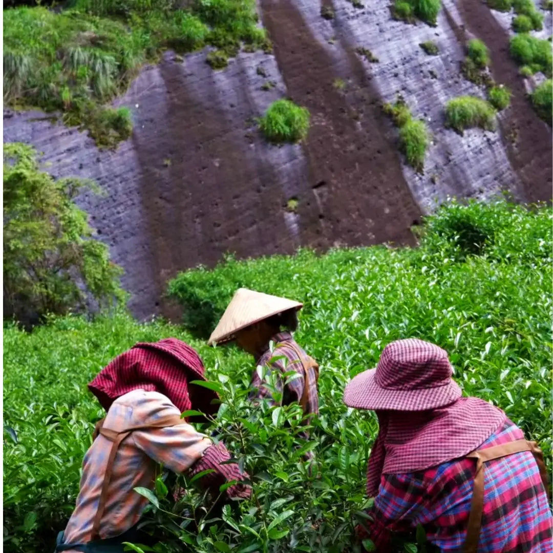 Wuyi Mountains, Fujian, China