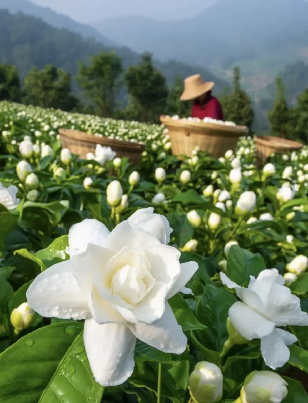 Fujian, Sichuan & Guangxi, China