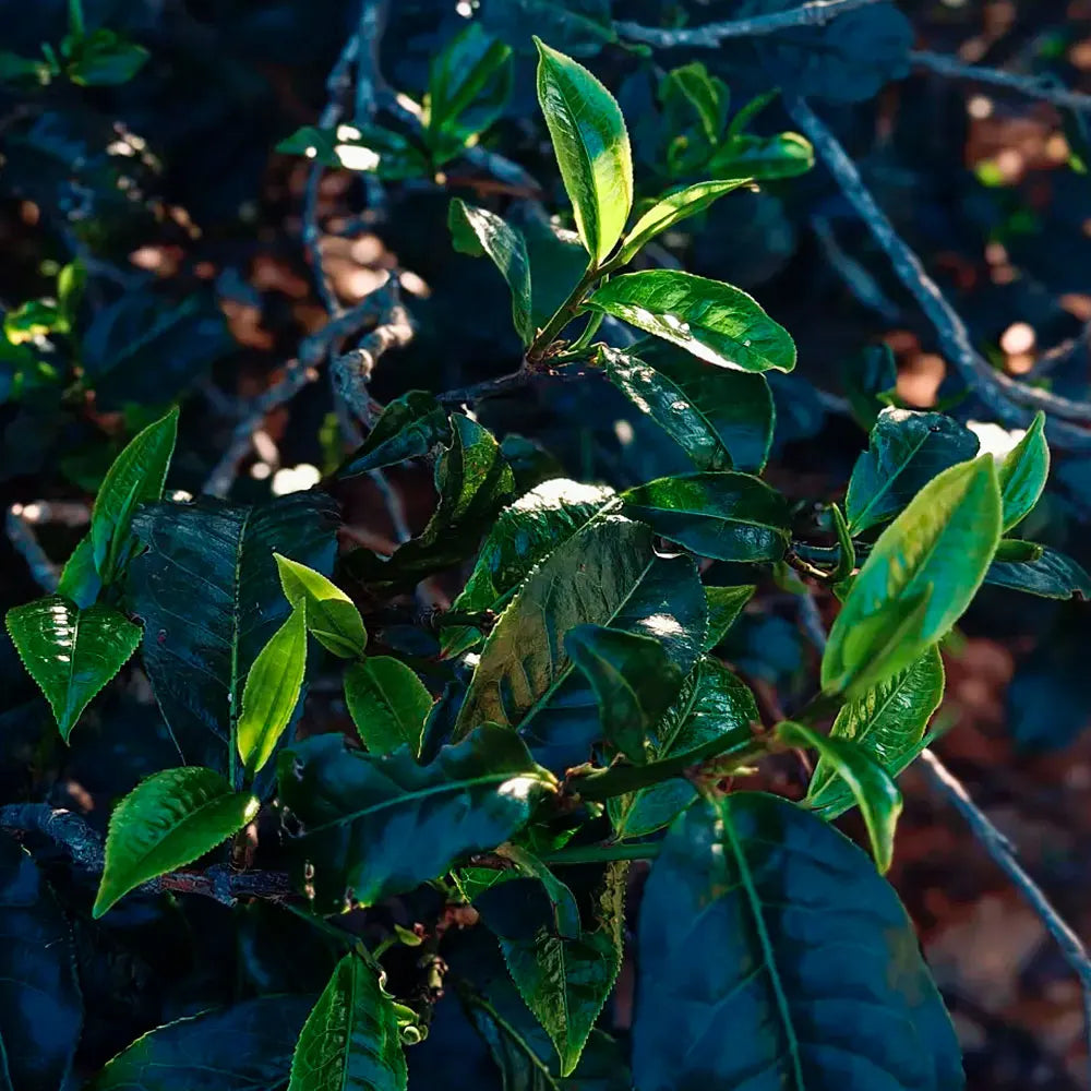 Chocolate Black Tea