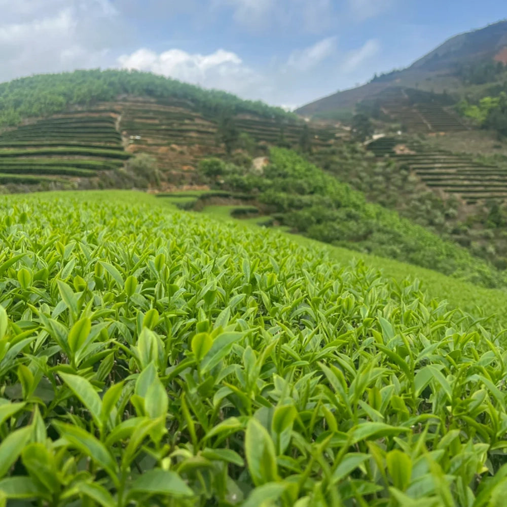 Fujian