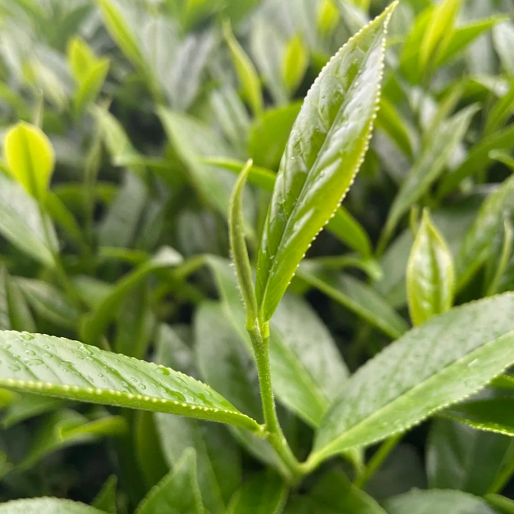 Timebai Pomelo Oolong Tea – Close-Up of Fresh Green Tea Leaves