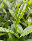 Timebai Pomelo Oolong Tea – Close-Up of Fresh Green Tea Leaves
