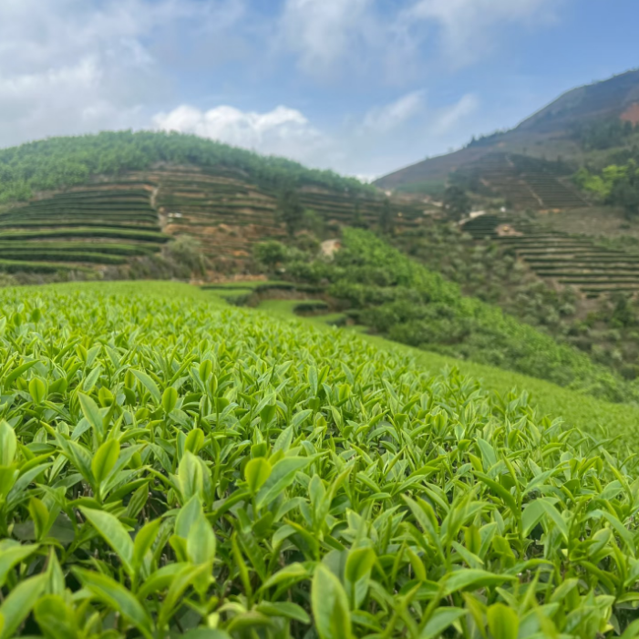 Fujian