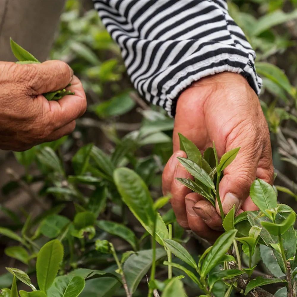 Timebai_Coconut_Jasmine_Tea_hand-picking_fresh_green_tea_leaves_in_a_tea_garden