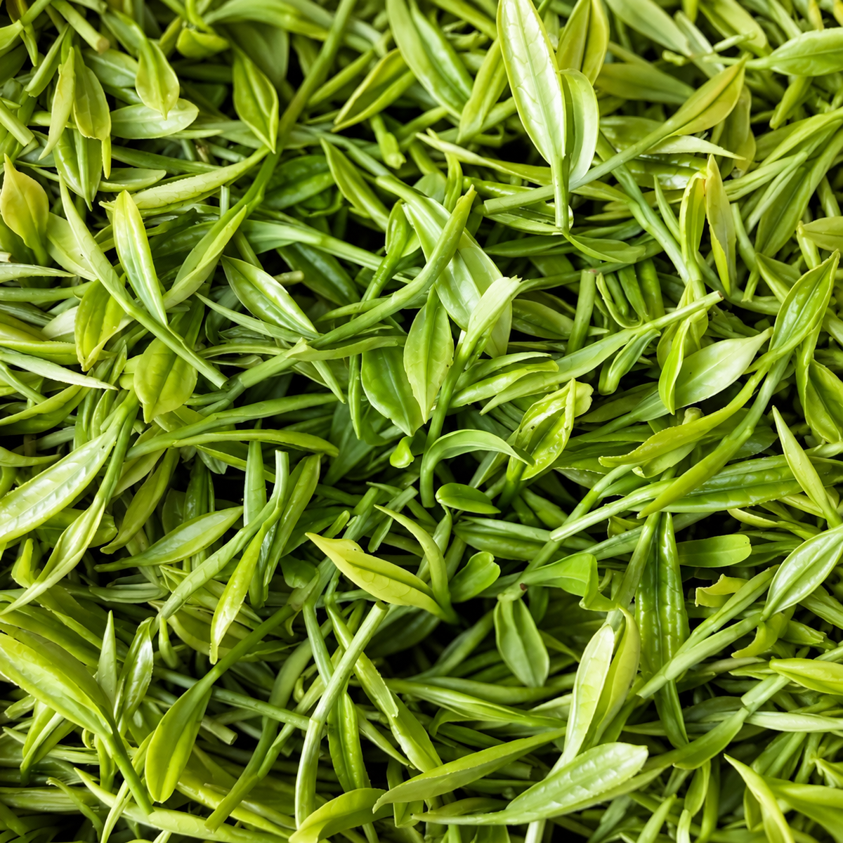 Timebai Orchid Bi Luo Chun Green Tea – Close-Up of Fresh Green Tea Leaves