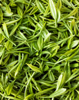 Timebai Orchid Bi Luo Chun Green Tea – Close-Up of Fresh Green Tea Leaves