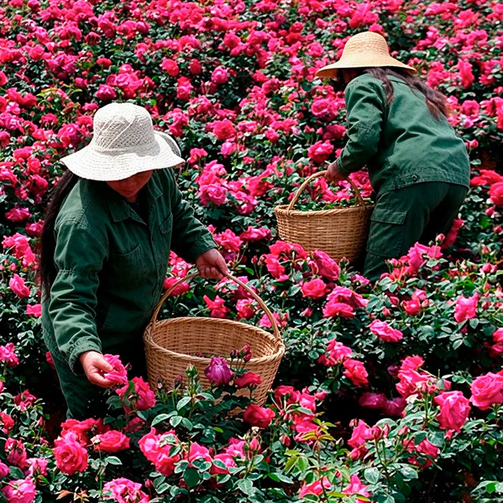 Twilight Rose Black Tea