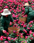 Twilight Rose Black Tea