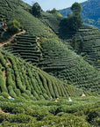 Early Spring Bi Luo Chun Green Tea