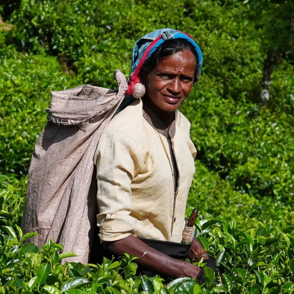 Timebai Ceylon Black Tea – Tea Picker Standing in a Lush Tea Garden