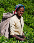 Timebai Ceylon Black Tea – Tea Picker Standing in a Lush Tea Garden