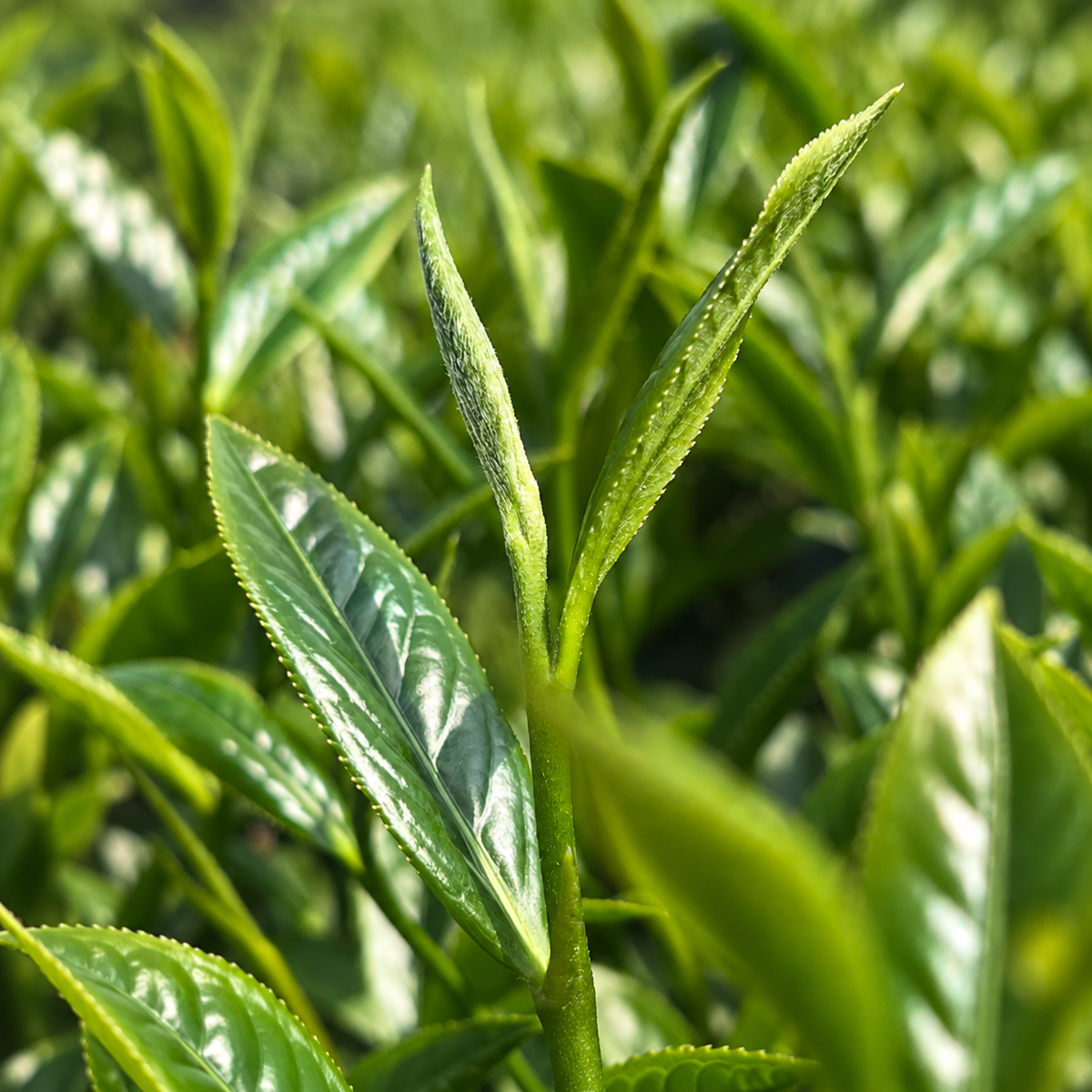 Kiwi Pomelo Oolong Tea