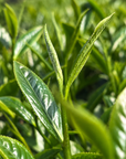 Kiwi Pomelo Oolong Tea