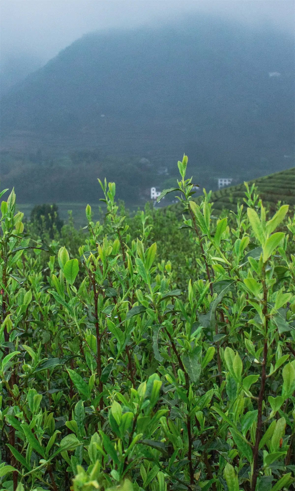 Nanping, Fujian, China